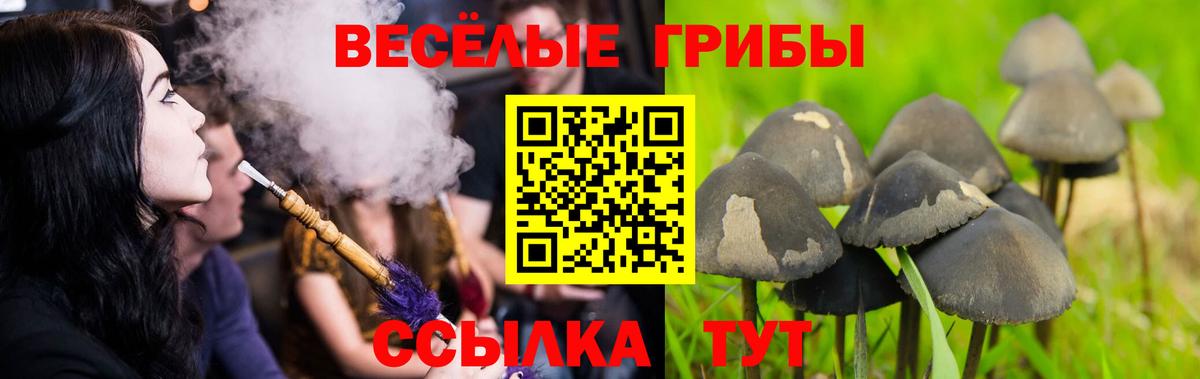 Псилоцибиновые грибы Psilocybine cubensis  Псилоцибиновые грибы мухоморы  Пушкино  Вход с VPN 